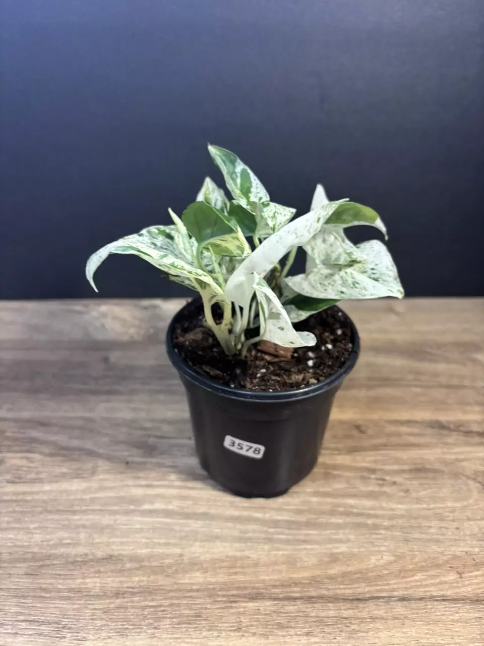 Epipremnum Pinnatum Marble 4” 3578 thumbnail