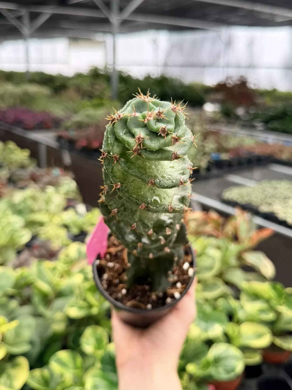 Spiral Cactus Specific 4” Pot 9028FEP | F thumbnail