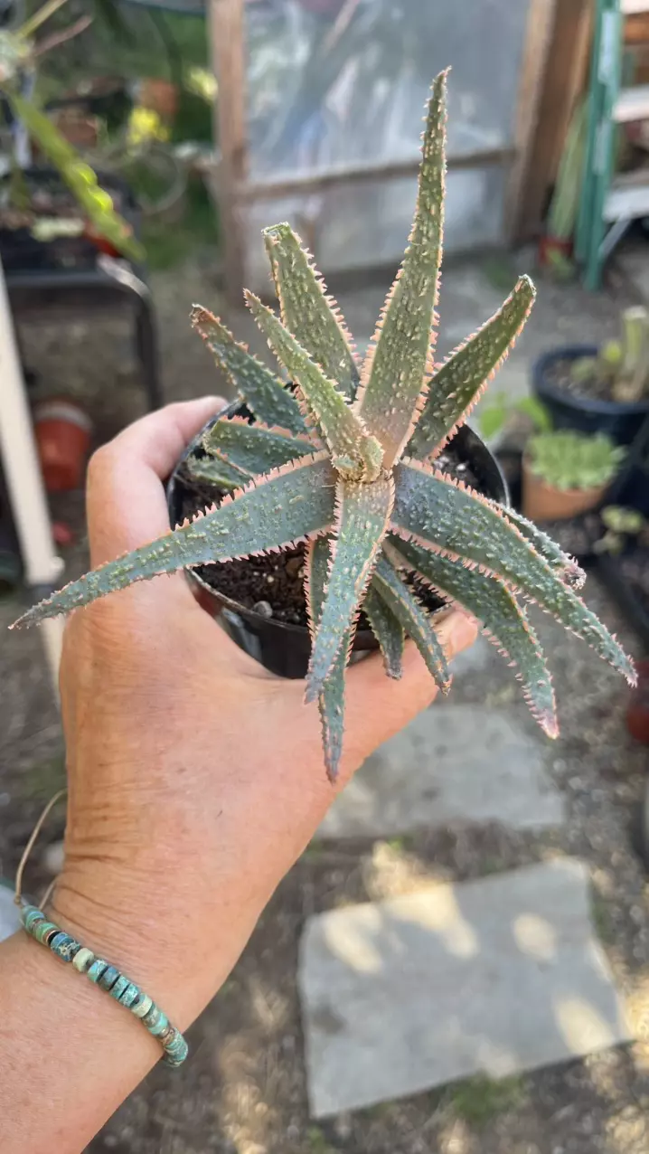 Aloe Purple Haze, 3” thumbnail