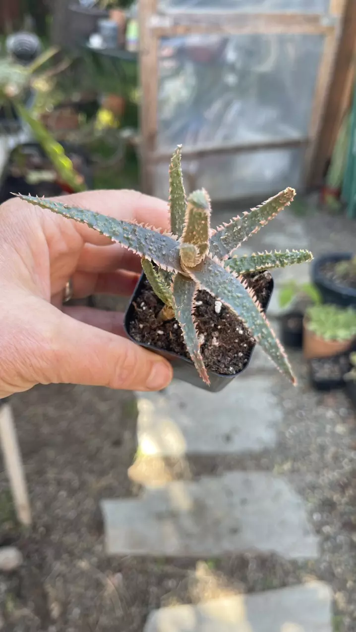 Aloe Purple Haze, 2” thumbnail