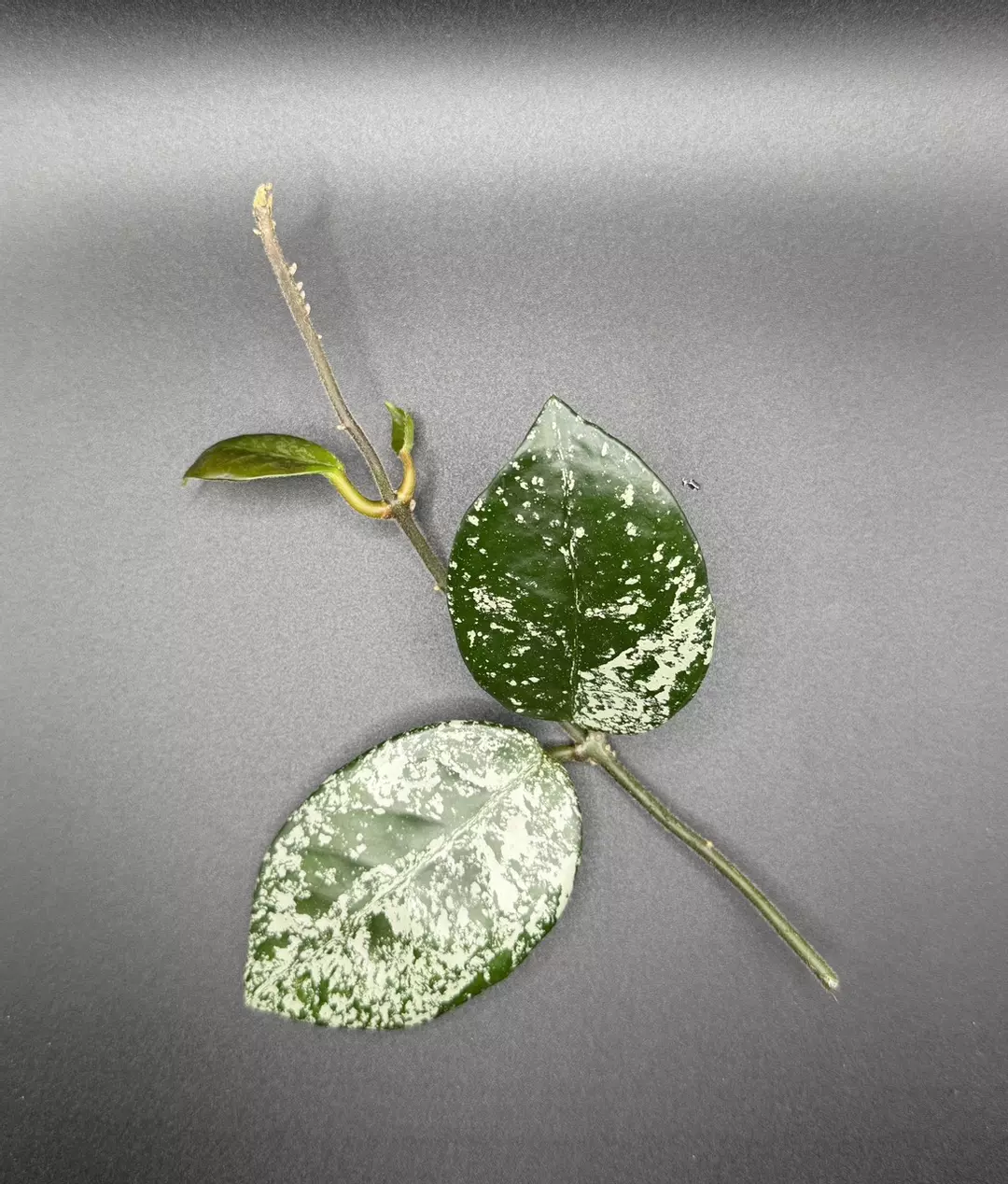 H. Carnosa ‘Stardust’ - CUTTING thumbnail