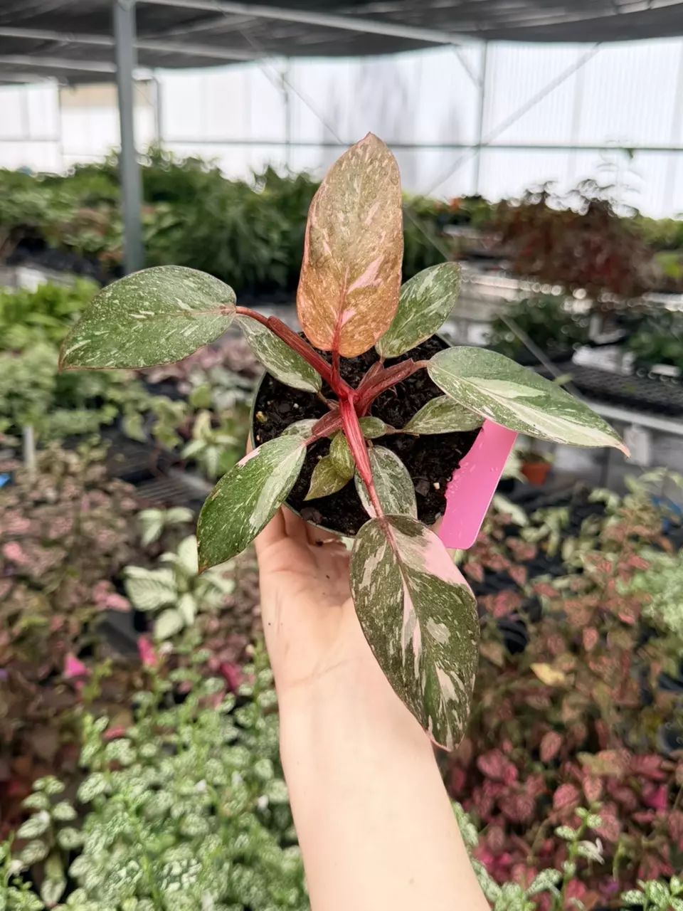 Philodendron Marble Galaxy Pink Princess Specific 4” Pot 9032FEP | F thumbnail