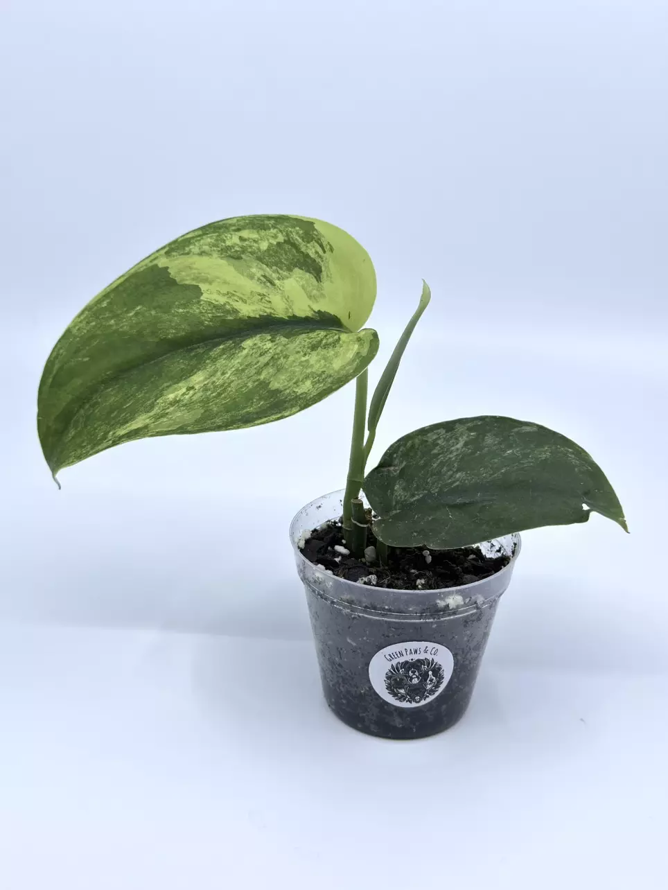 Scindapsus 'Jade Satin' aurea variegated thumbnail