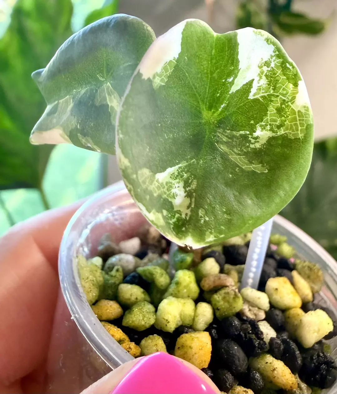 Pink Nebula Albo Alocasia thumbnail