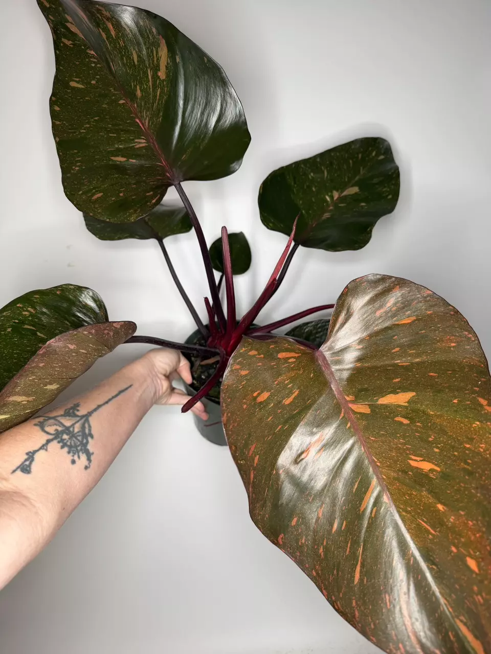 Philodendron Orange Princess - 6” Pot thumbnail