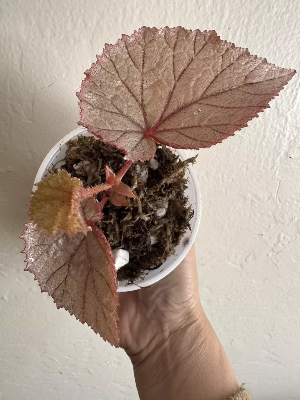Begonia U093 thumbnail
