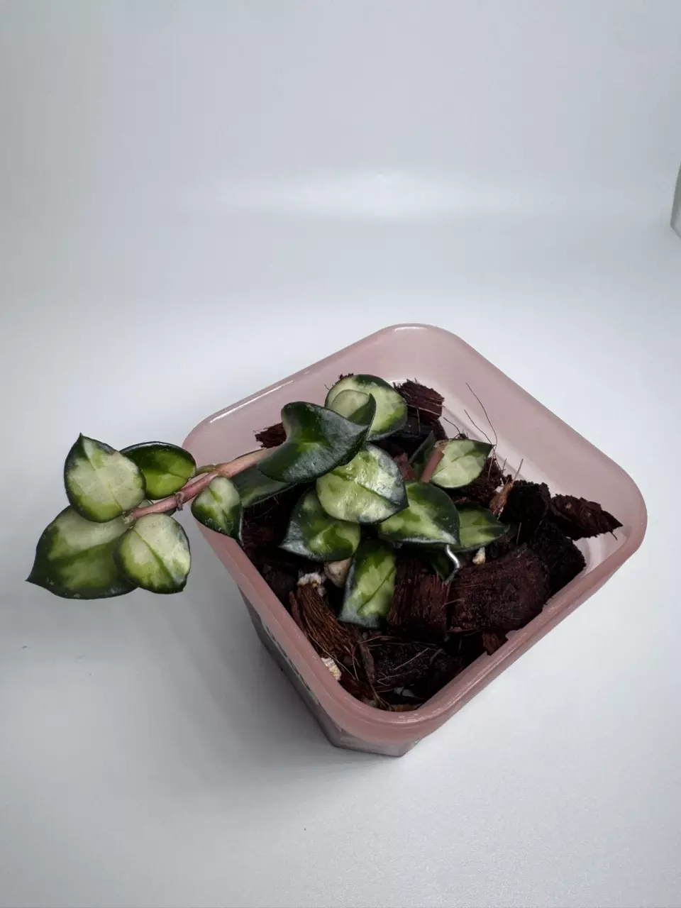 Hoya Bruno Tri Color 0950 thumbnail