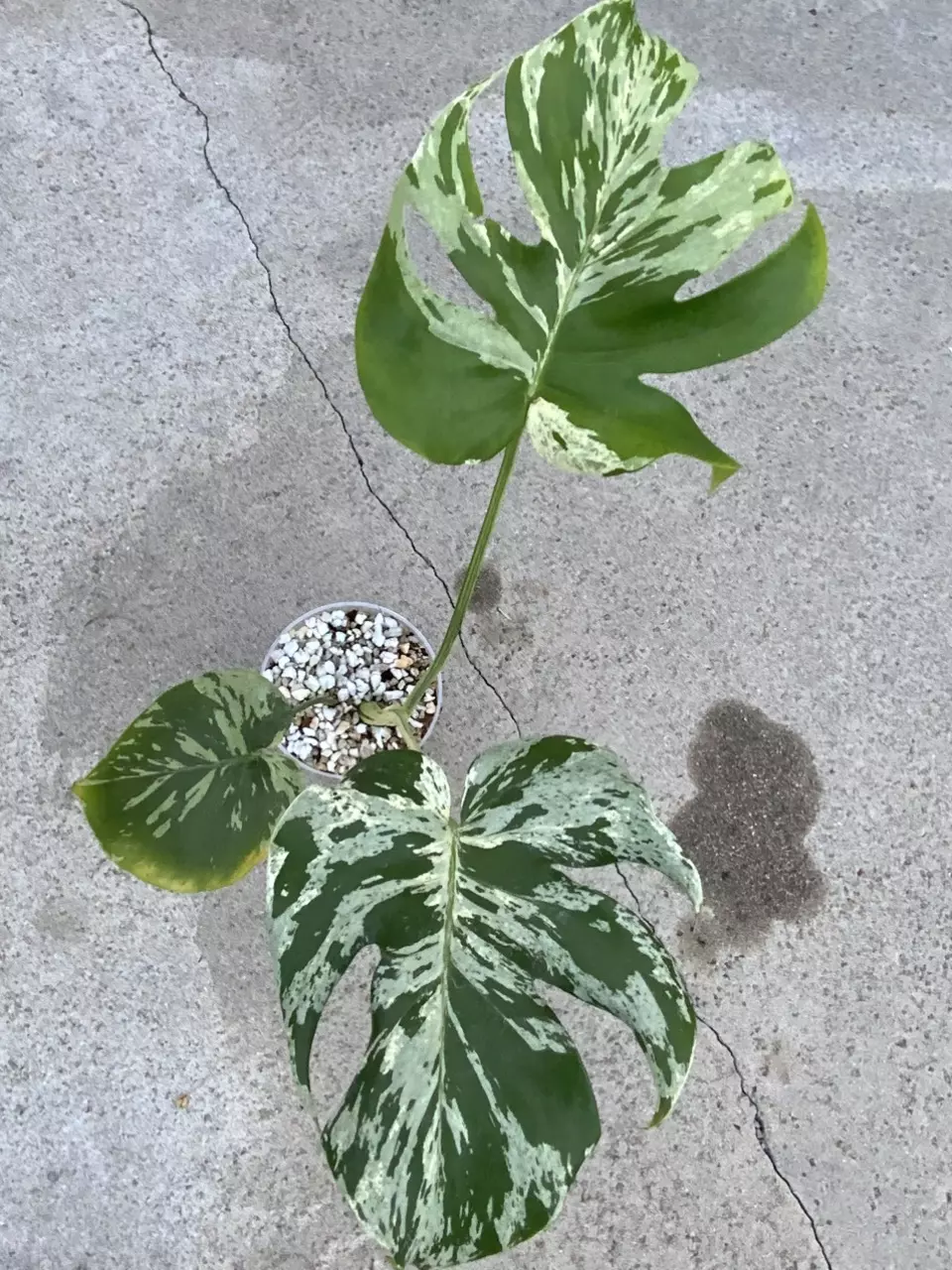 Monstera Deliciosa Bulbasaur thumbnail