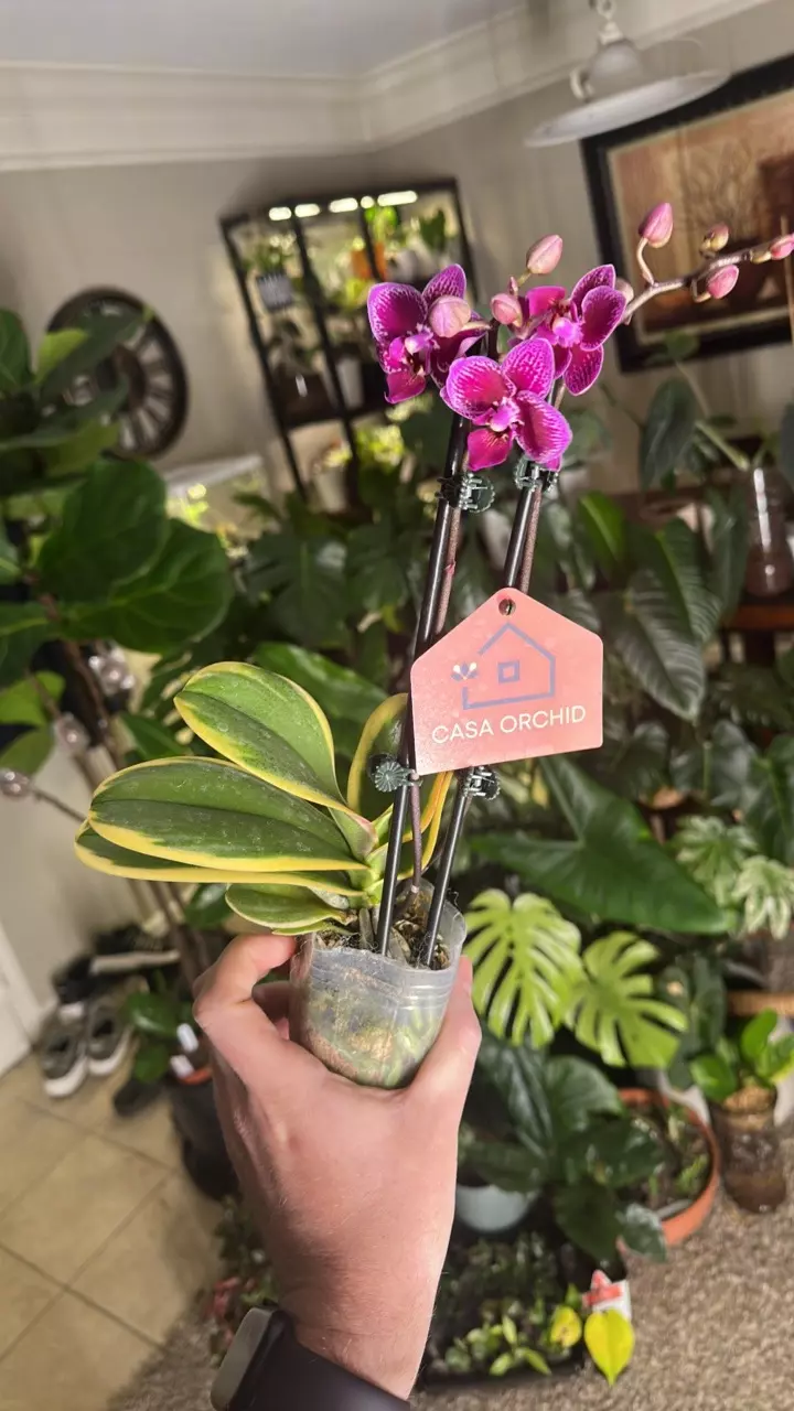 Variegated Orchid (A) thumbnail