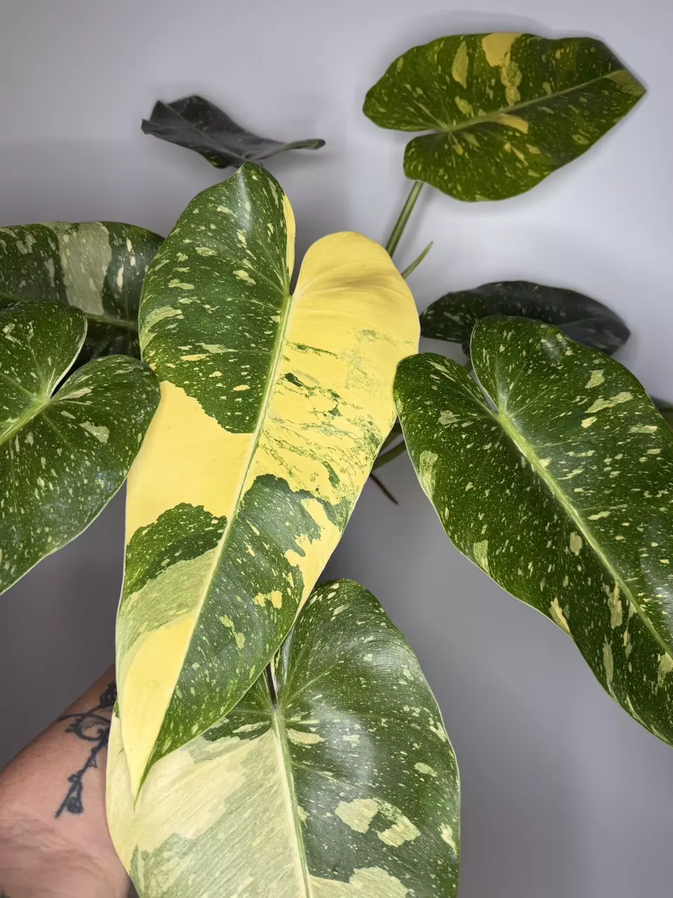 Philodendron Texas Jose Bueno thumbnail