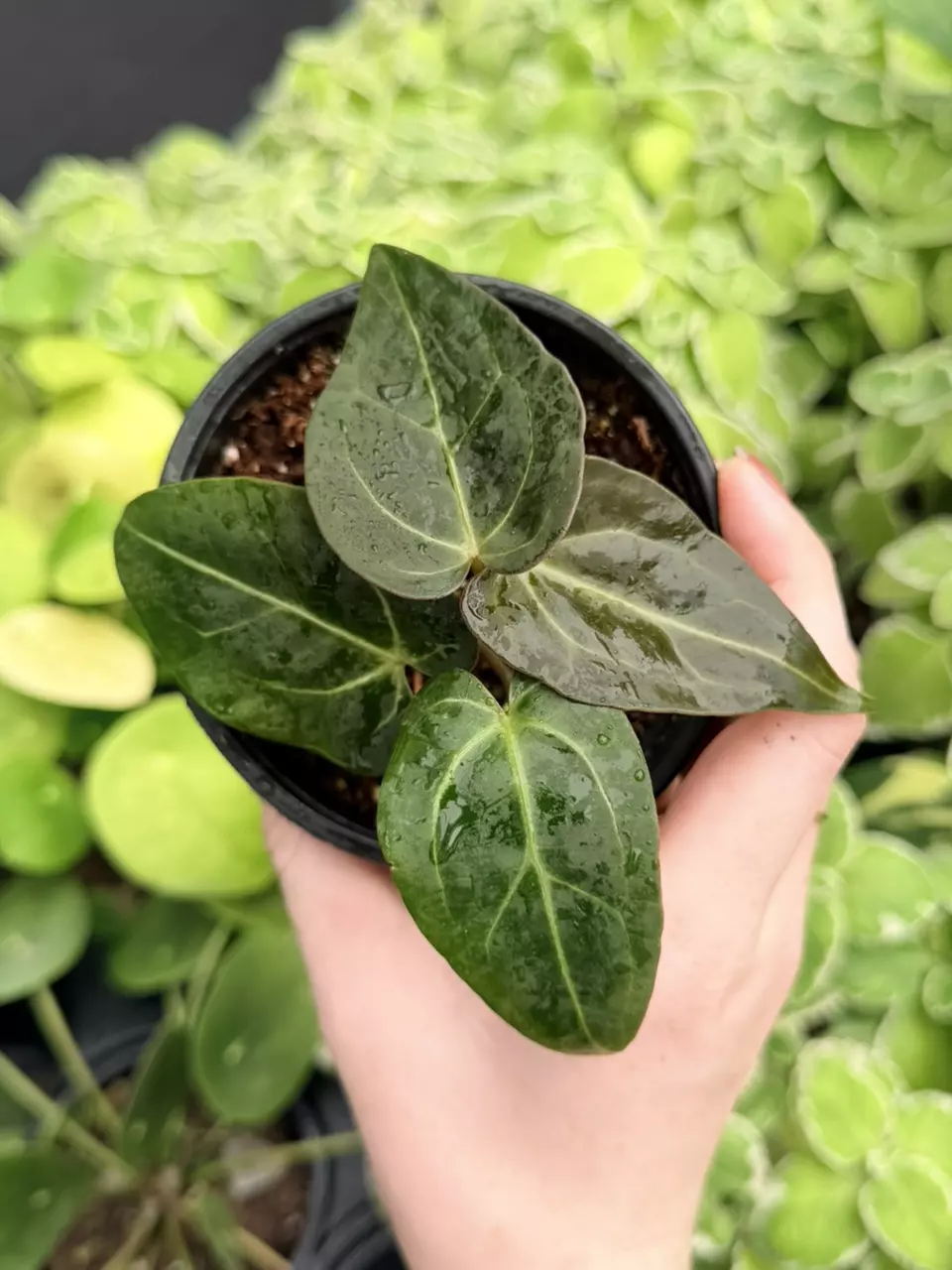 Anthurium Carla x Crystal DF Specific 4” Pot 9024FEP | F thumbnail
