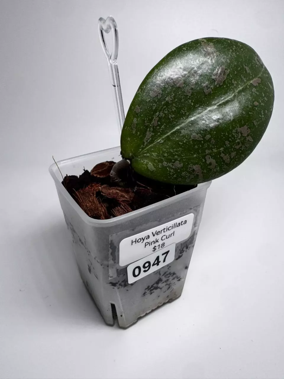 Hoya Verticillata Pink Curl 0947 thumbnail