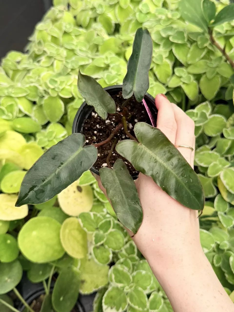 Philodendron Billietiae x Atabapoense Specific 4” Pot 9036FEP | F thumbnail