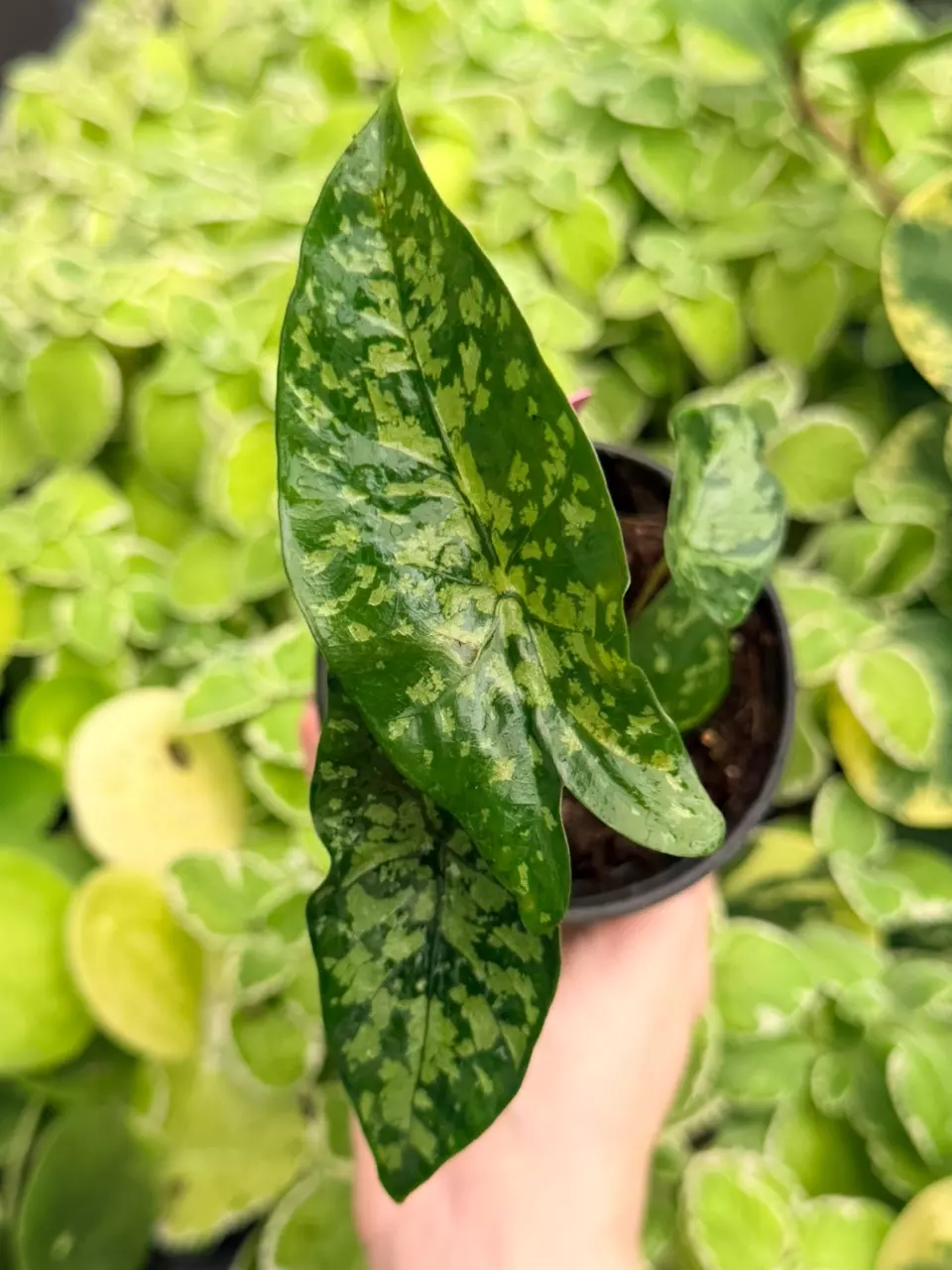 Alocasia Shattered Glass Specific 4” Pot 9023FEP | F thumbnail