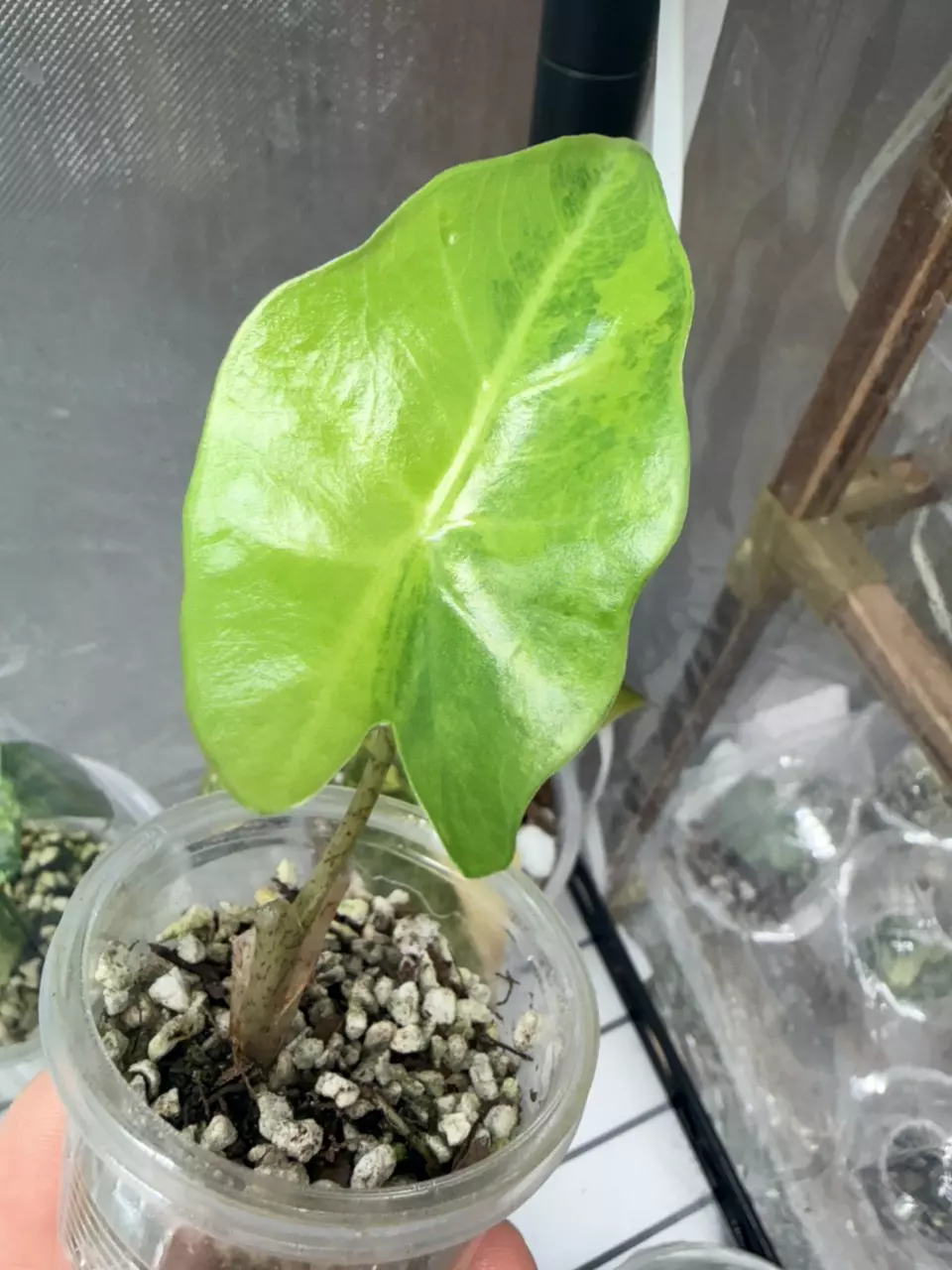 Alocasia Portora Aurea #343 thumbnail