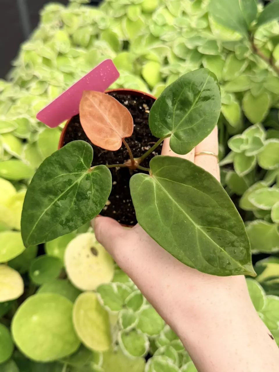 Anthurium DP x Papi Specific 4” Pot 9035FEP | F thumbnail
