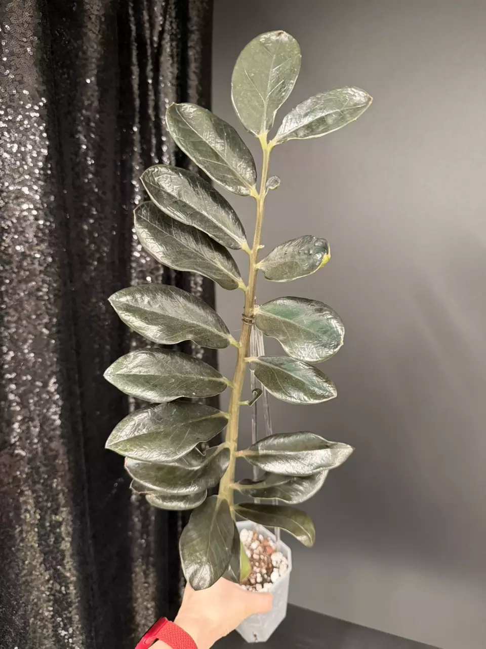 ZZ Dark Green Round Leaf Form thumbnail