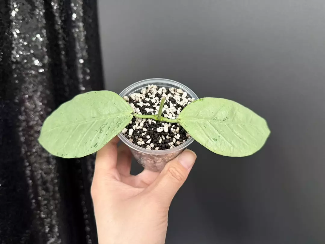 Hoya Coriacea Silver, Rooted Cutting thumbnail