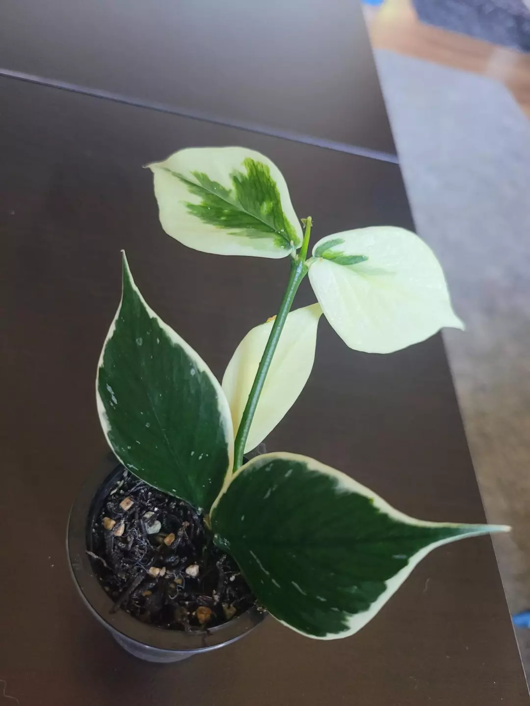 Hoya polyneura outter verigated mutation thumbnail