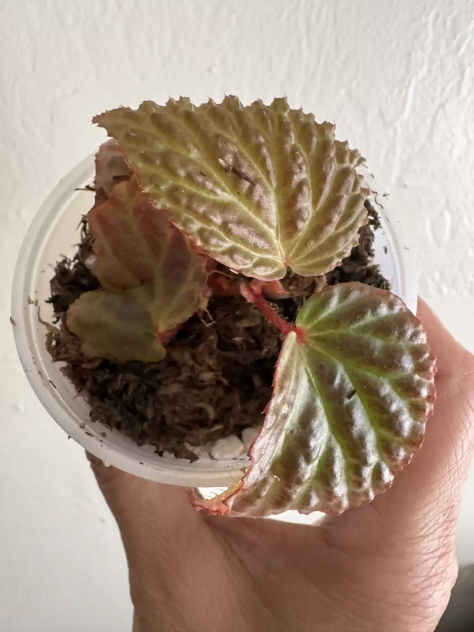 Begonia ‘Metallic Dragon’ thumbnail