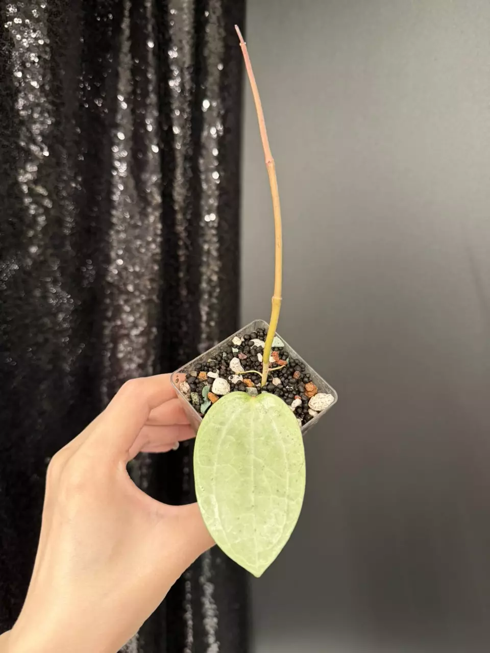 Hoya Latifolia Silver, with aerial roots. thumbnail