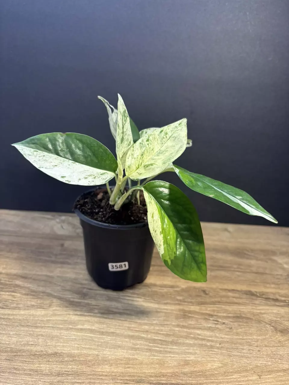 Epipremnum Pinnatum Marble 4” 3581 thumbnail