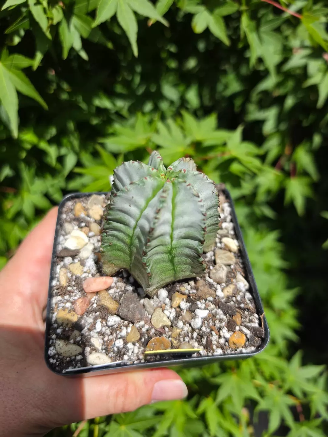 Euphorbia Horrida 'Ice Storm' thumbnail