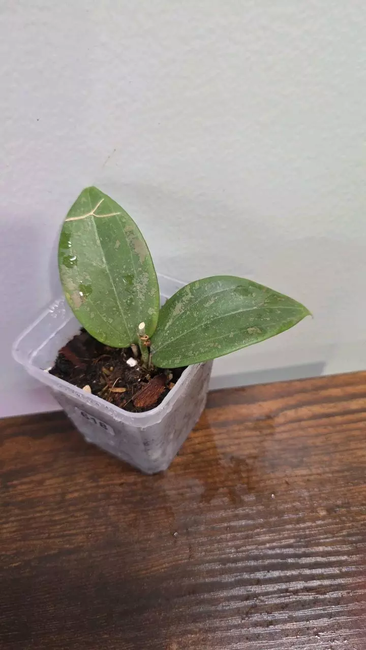 Hoya Wibergiae Pink Splash Variegated 618 thumbnail