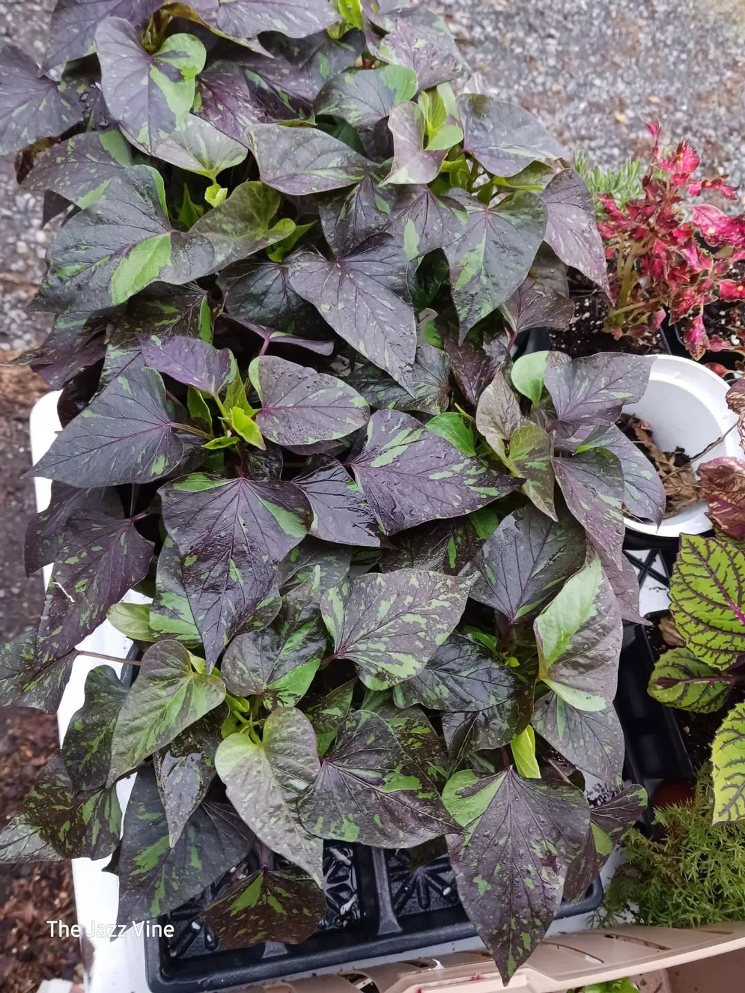 Sweet potato vine sweet Caroline sweetheart thumbnail