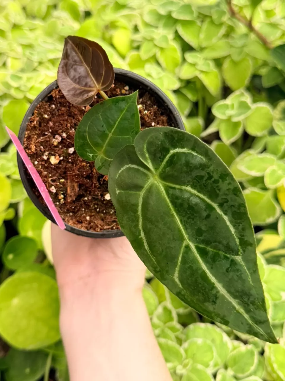 Anthurium Carla x Clari DF Specific 4” Pot 9030FEP | F thumbnail
