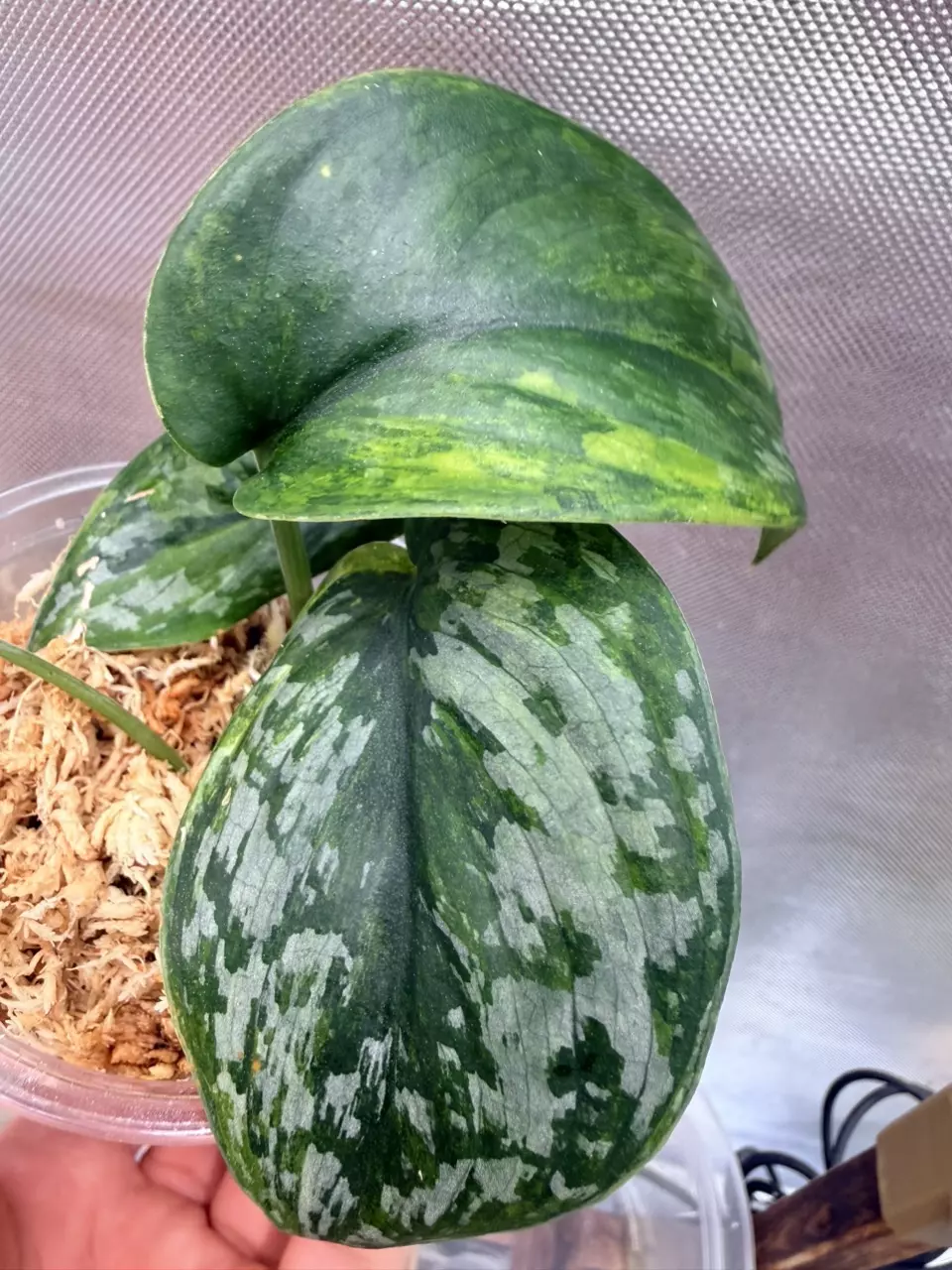 Scindapsus Rajatapura GOG thumbnail