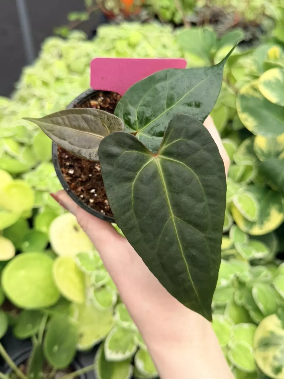 Anthurium Darkest Panama x Goliath Specific 4” Pot 9021FEP | F thumbnail