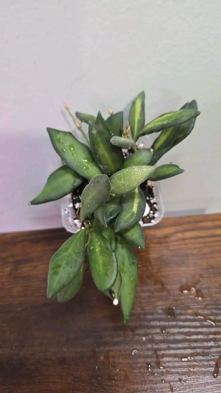 Hoya DS-70 variegated 828 thumbnail