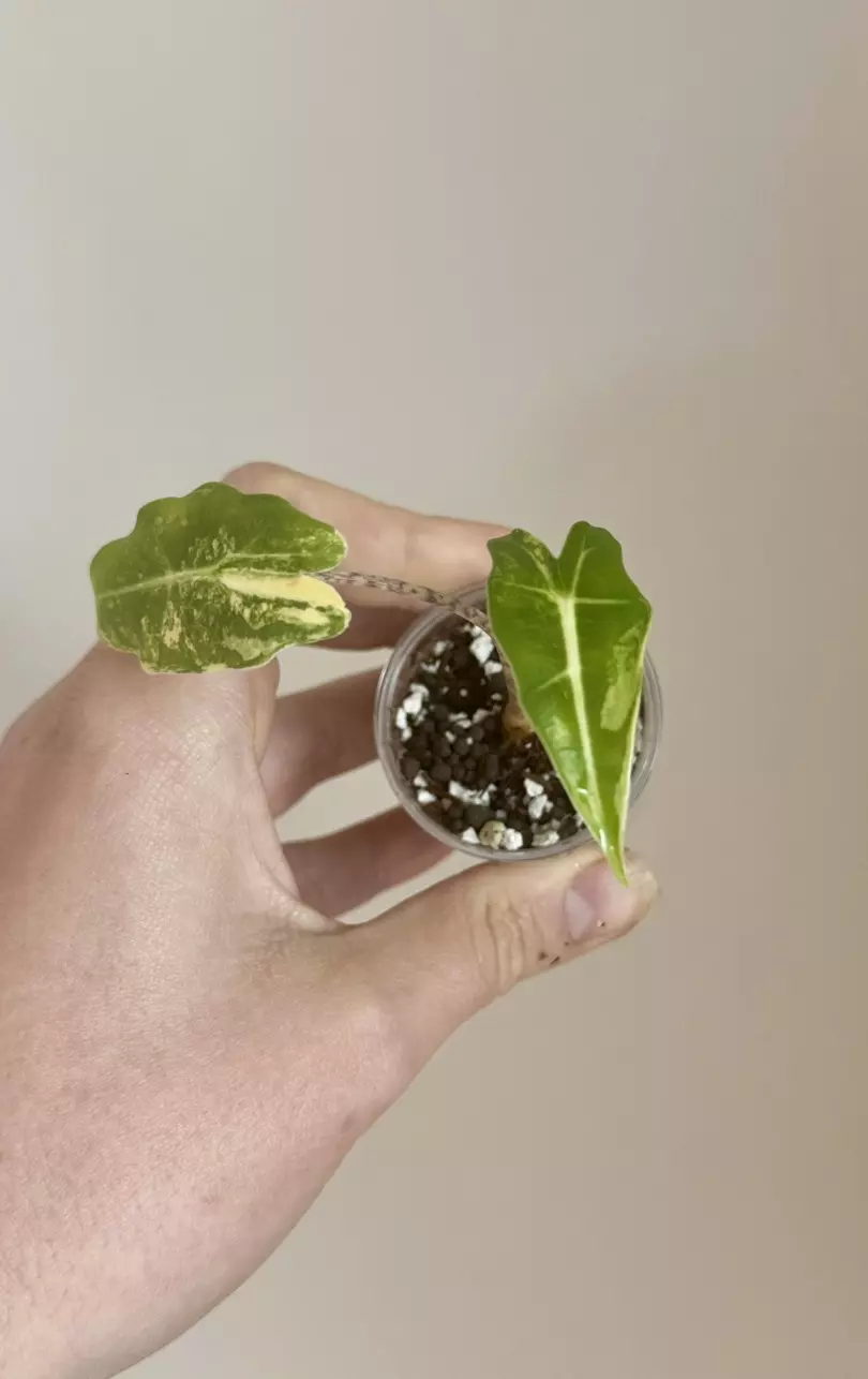 Alocasia Sarian Aurea thumbnail