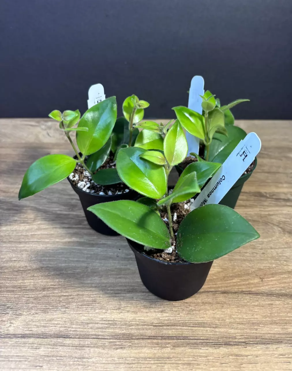 Aeschynanthus radicans 'Mona Lisa' Lipstick Plant 3” - grower’s choice thumbnail
