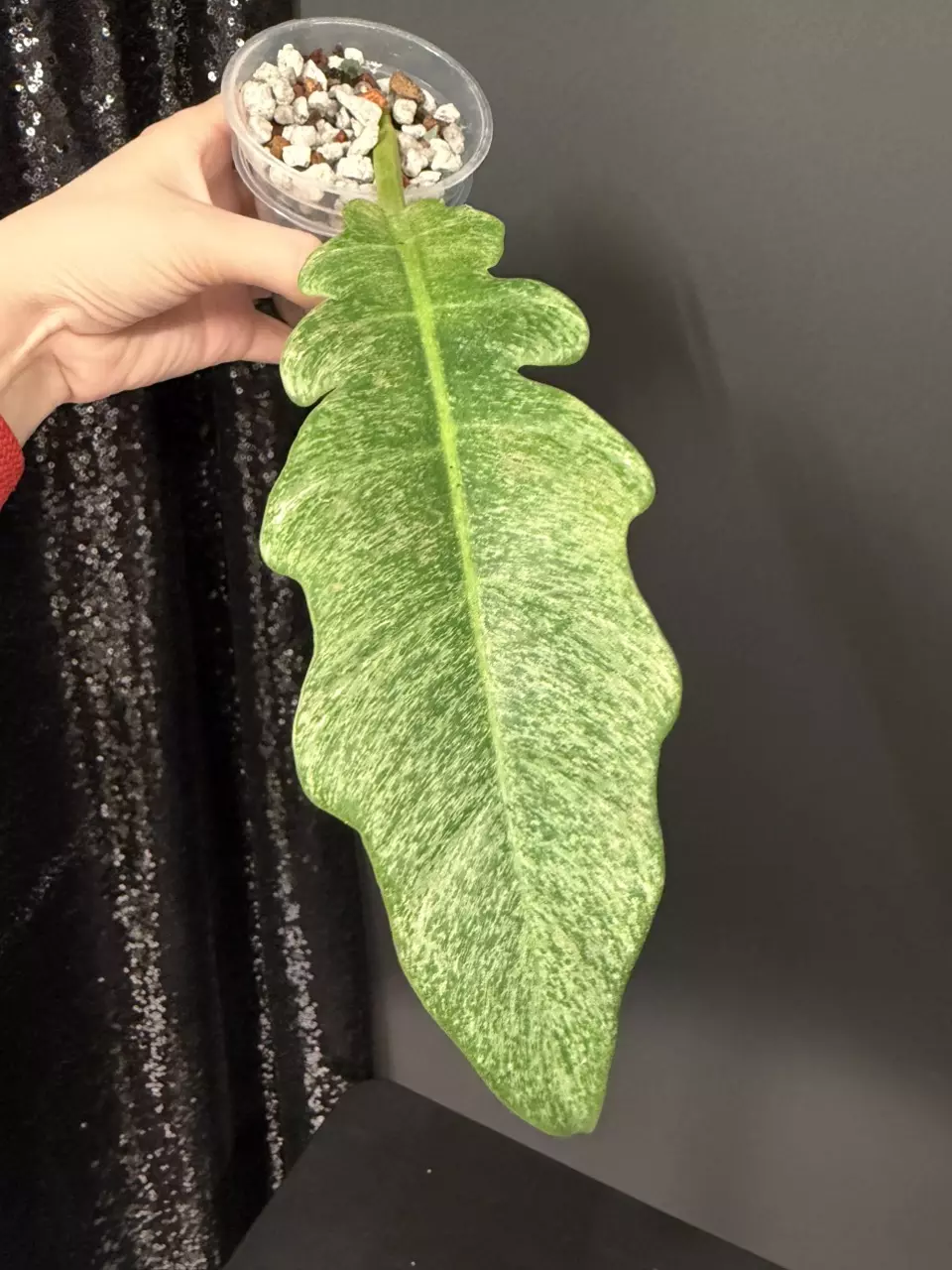 Pluto Mint, Rooted Cutting thumbnail