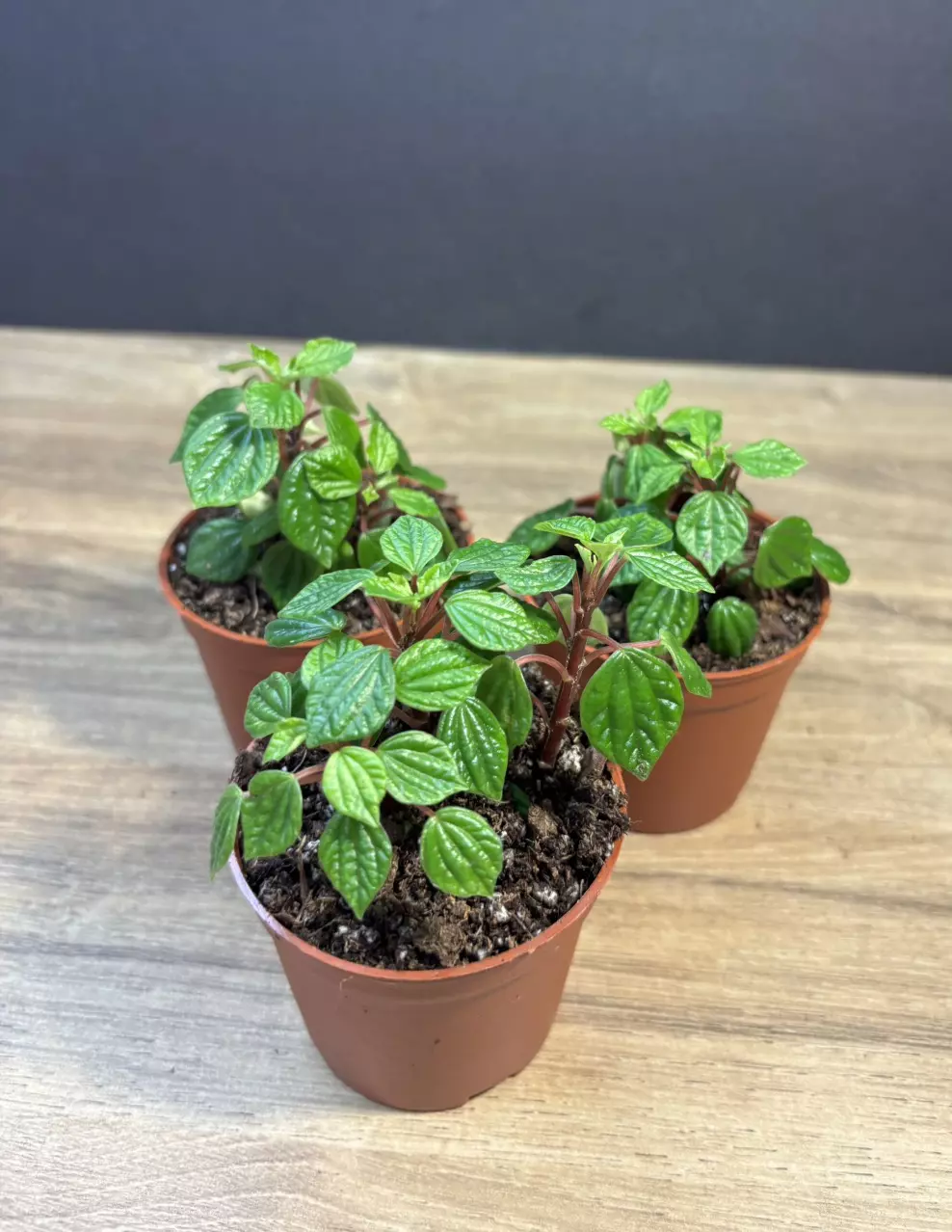 Peperomia Meridana 3” - grower’s choice thumbnail