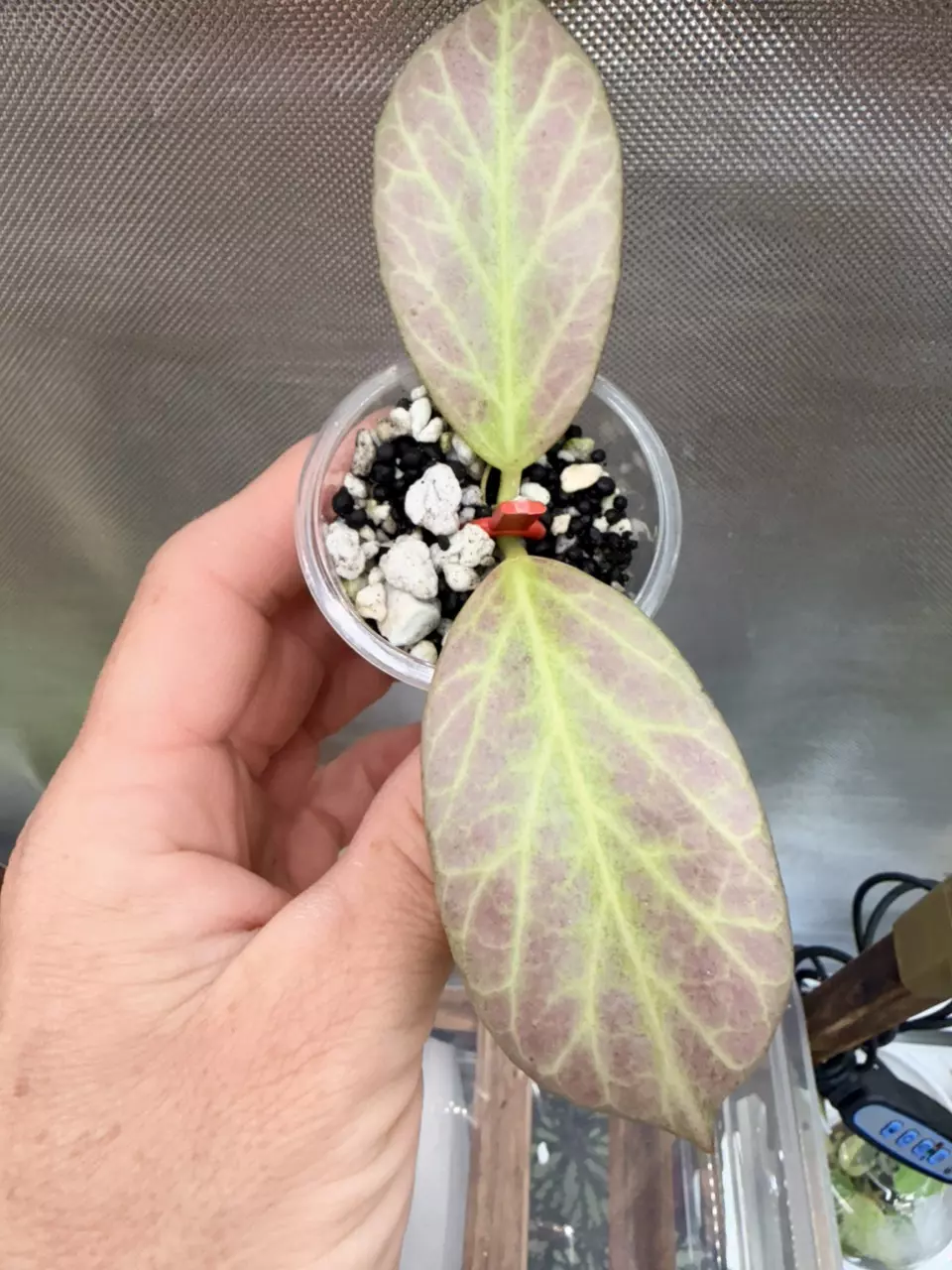 Hoya Obscura Silver #329 thumbnail