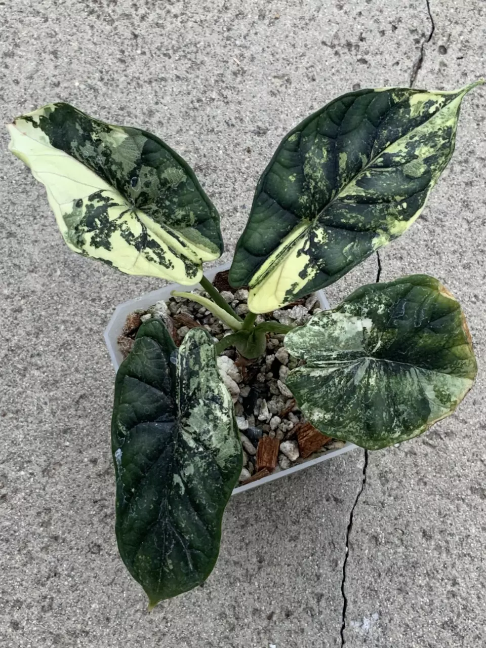 Alocasia Dragon Scale Albo Variegated thumbnail