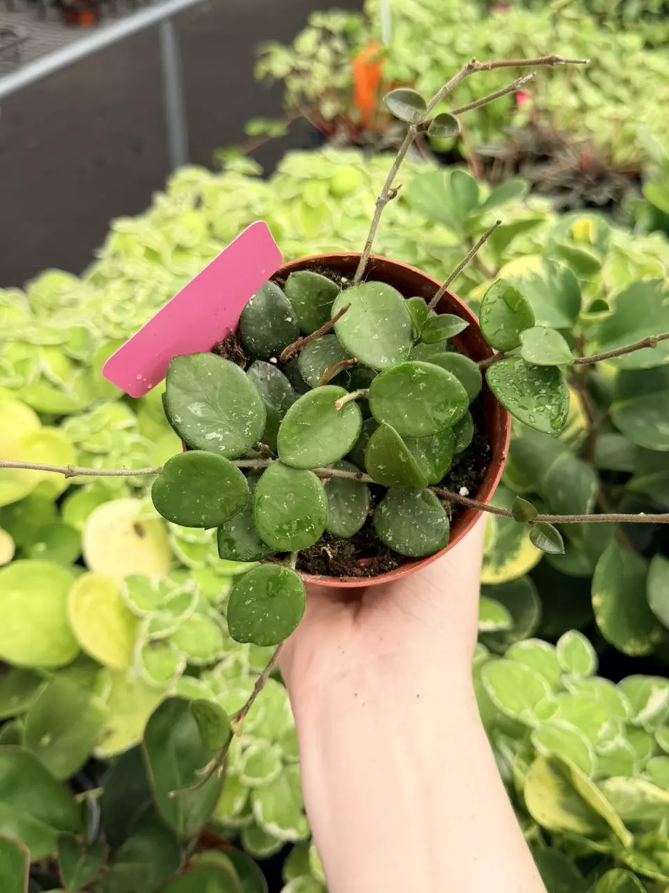 Hoya Mathilde Splash Specific 4” Pot 9038FEP | F thumbnail