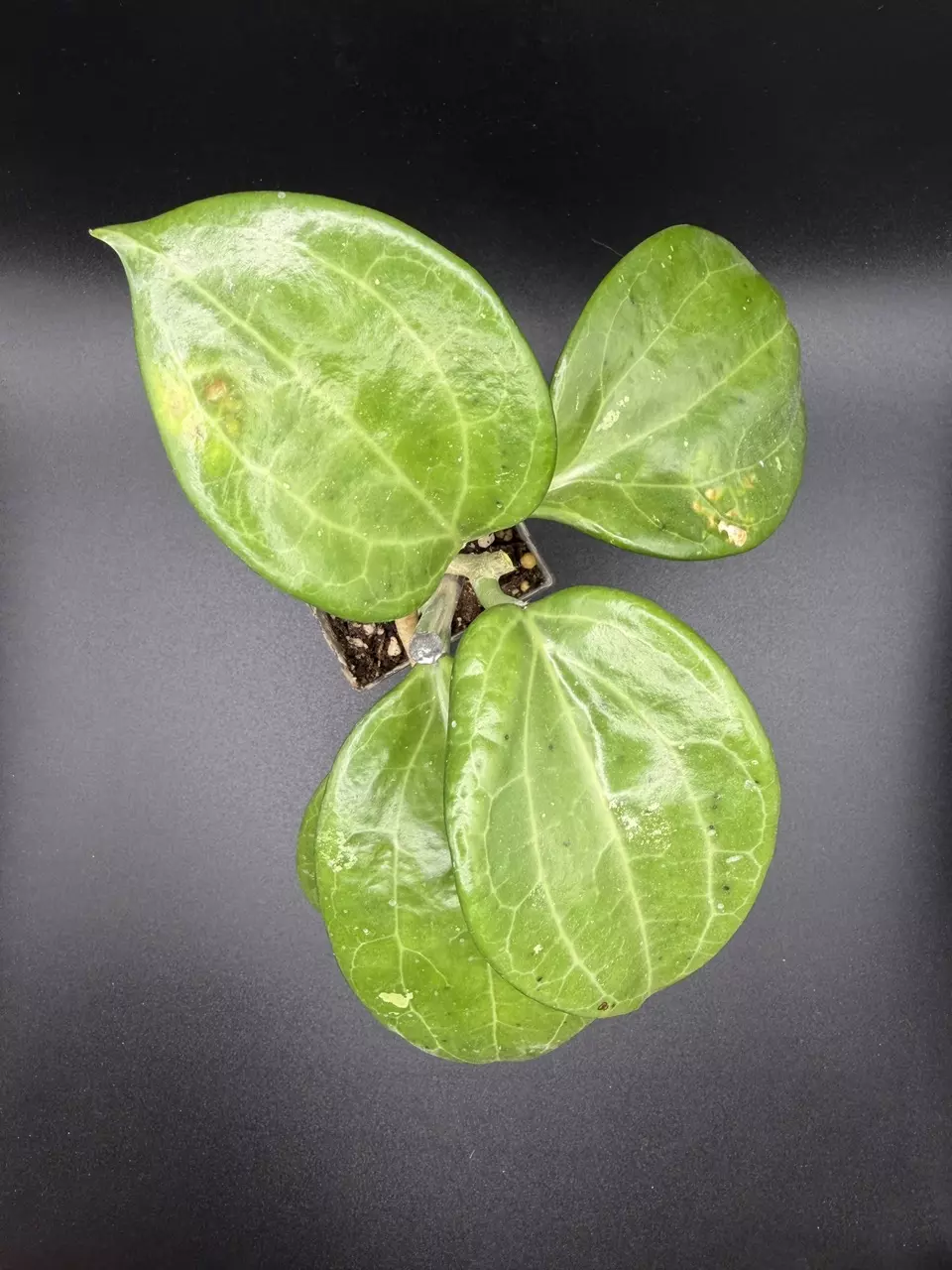 H. Merrillii thumbnail
