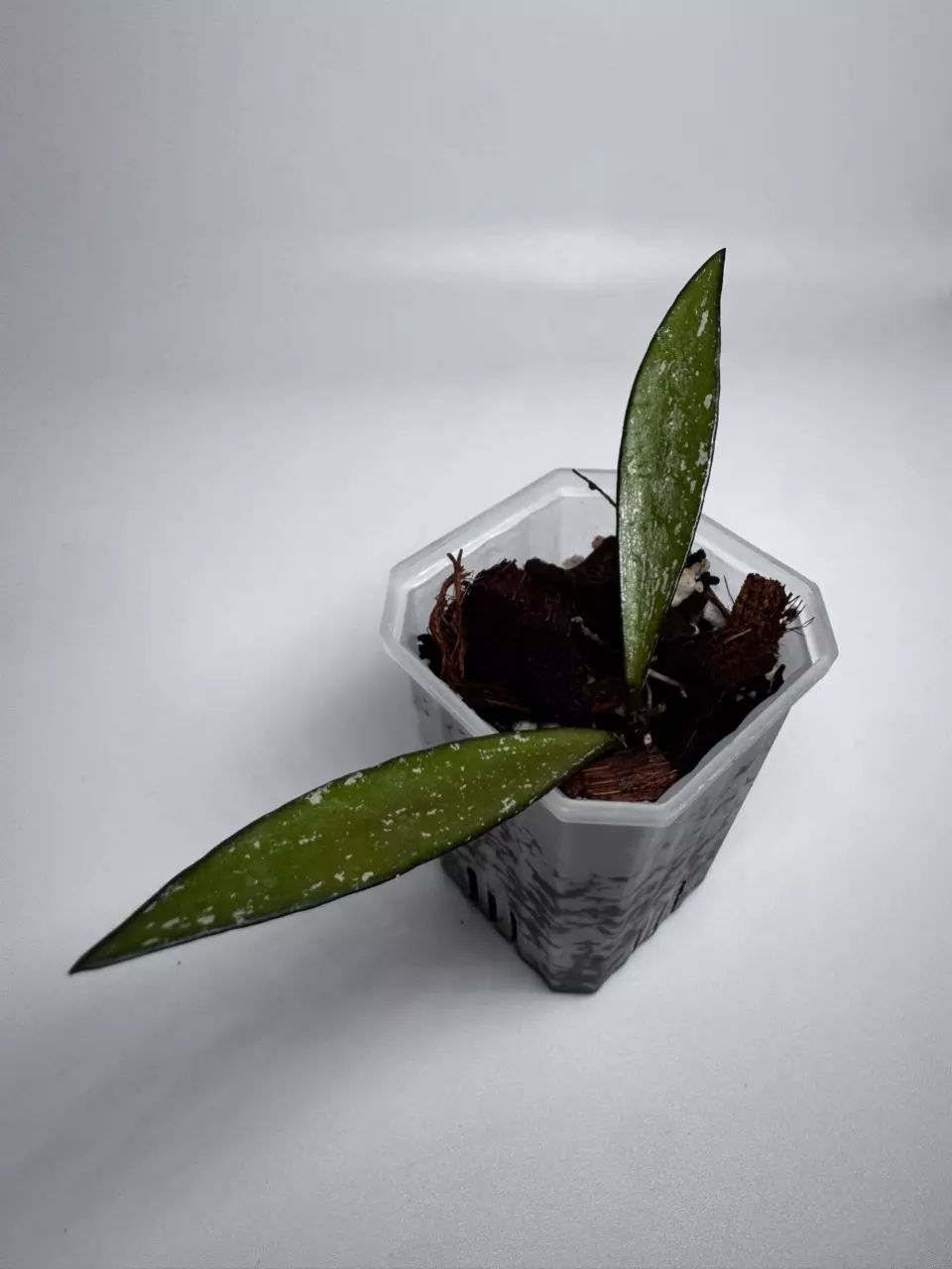 Hoya Bamboo Silver 0942 thumbnail