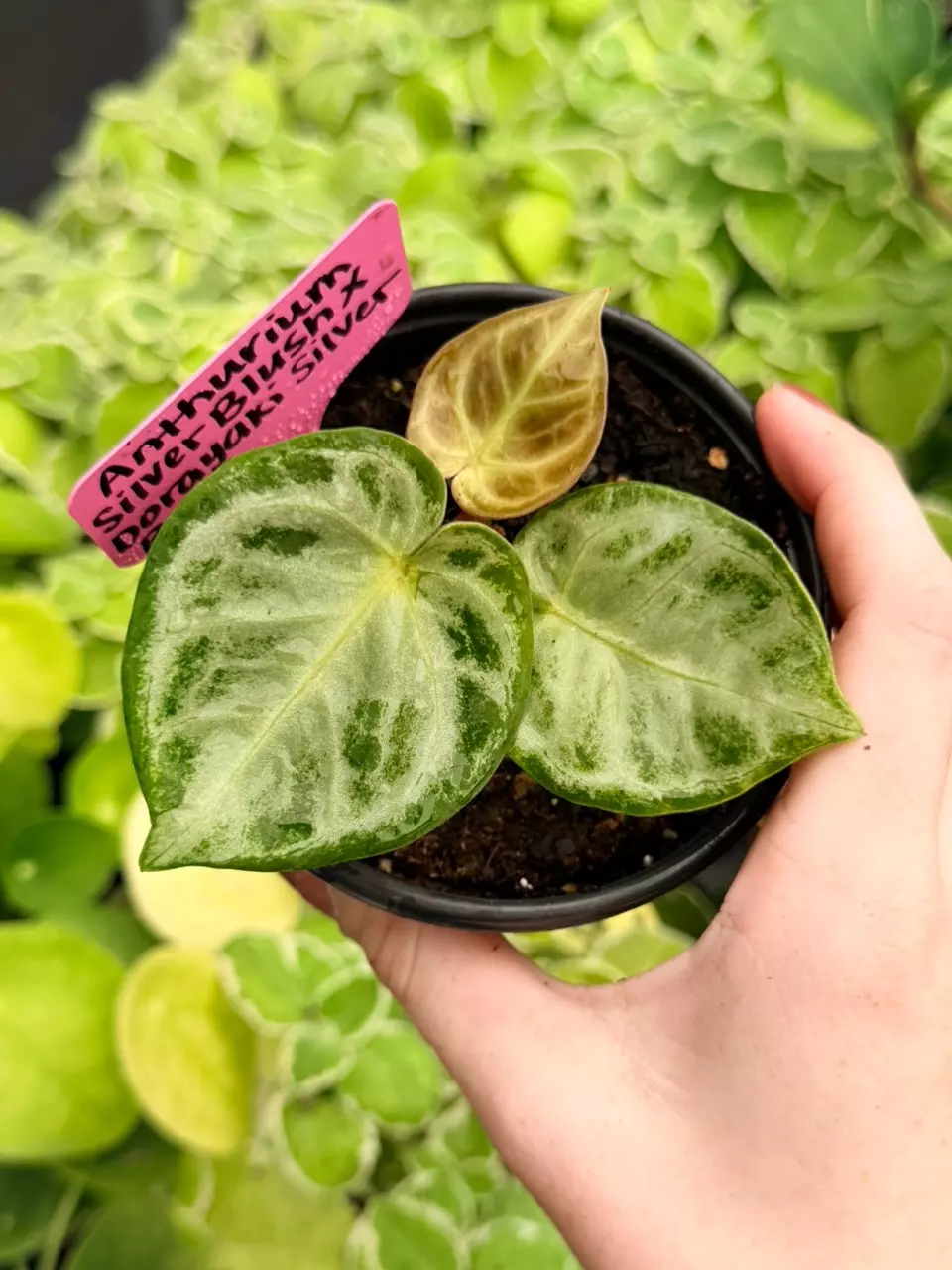 Anthurium Silver Blush x Dorayaki Silver Bowl Specific 4” Pot 9033FEP | F thumbnail