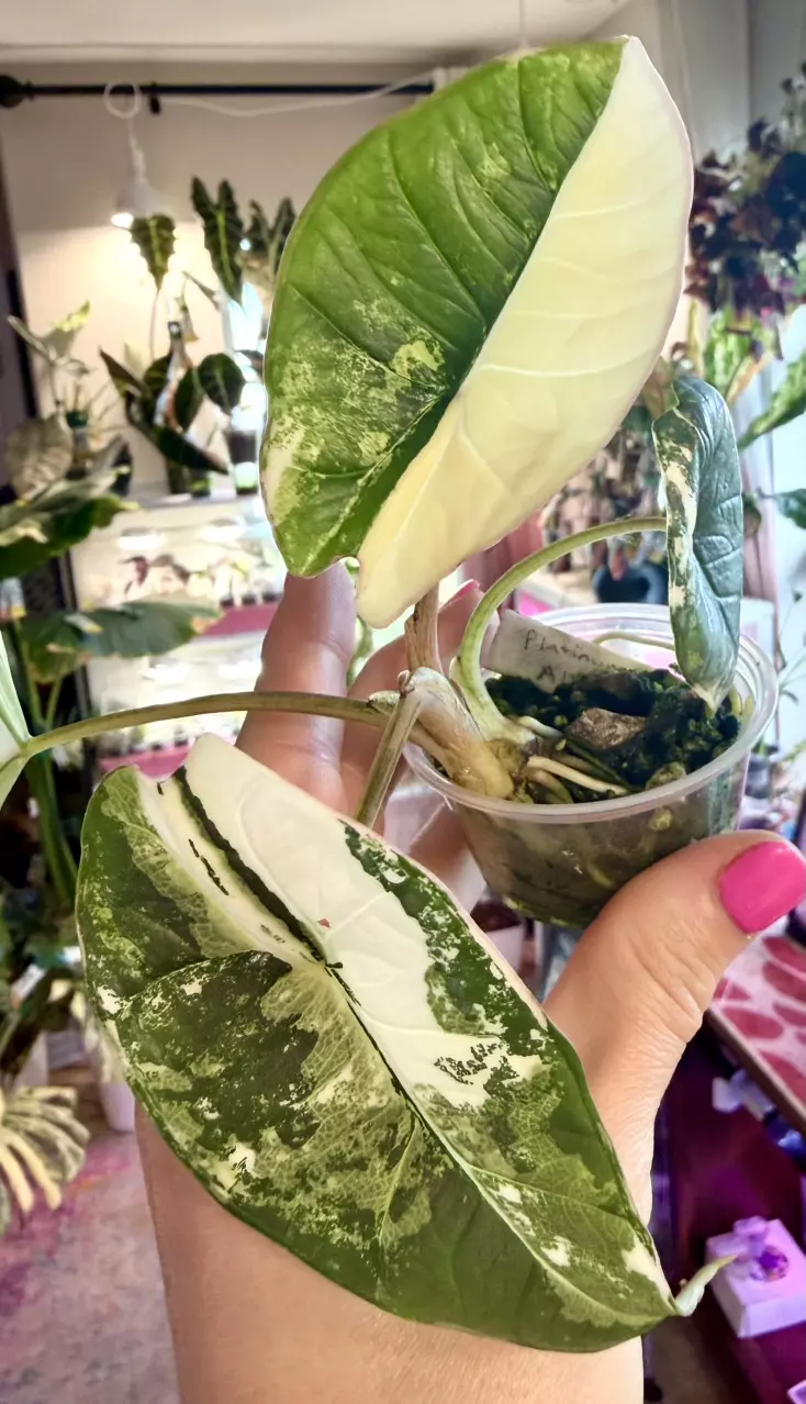 Bisma Albo Platinum Alocasia thumbnail