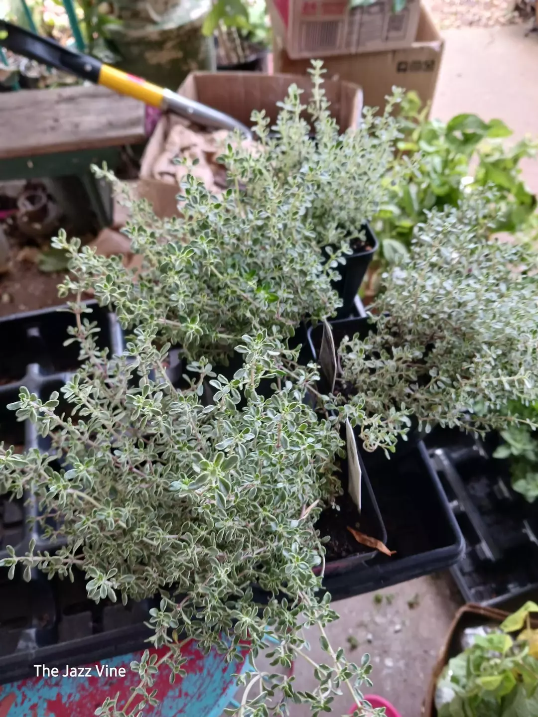 Thyme silver edged thumbnail