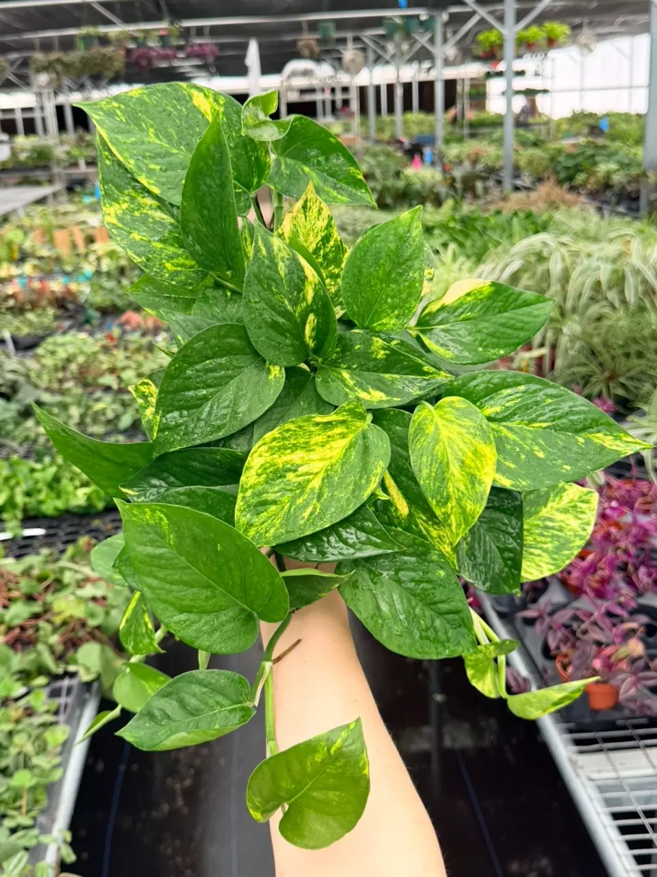 Golden Pothos Specific 6” Pot 9034FEP | F thumbnail