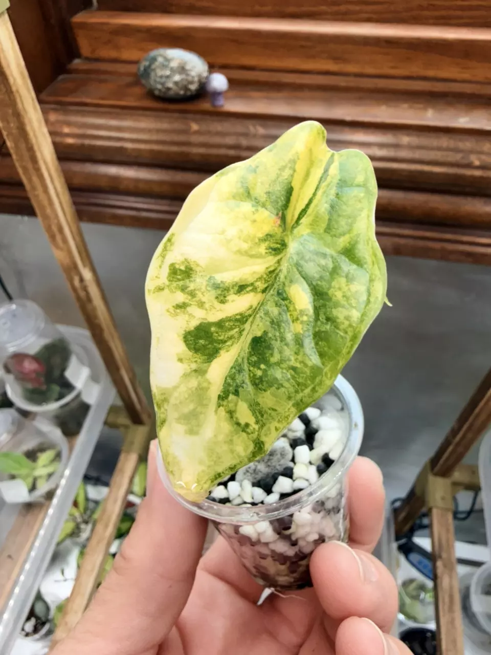Alocasia Dragon Scale Aurea #345 thumbnail