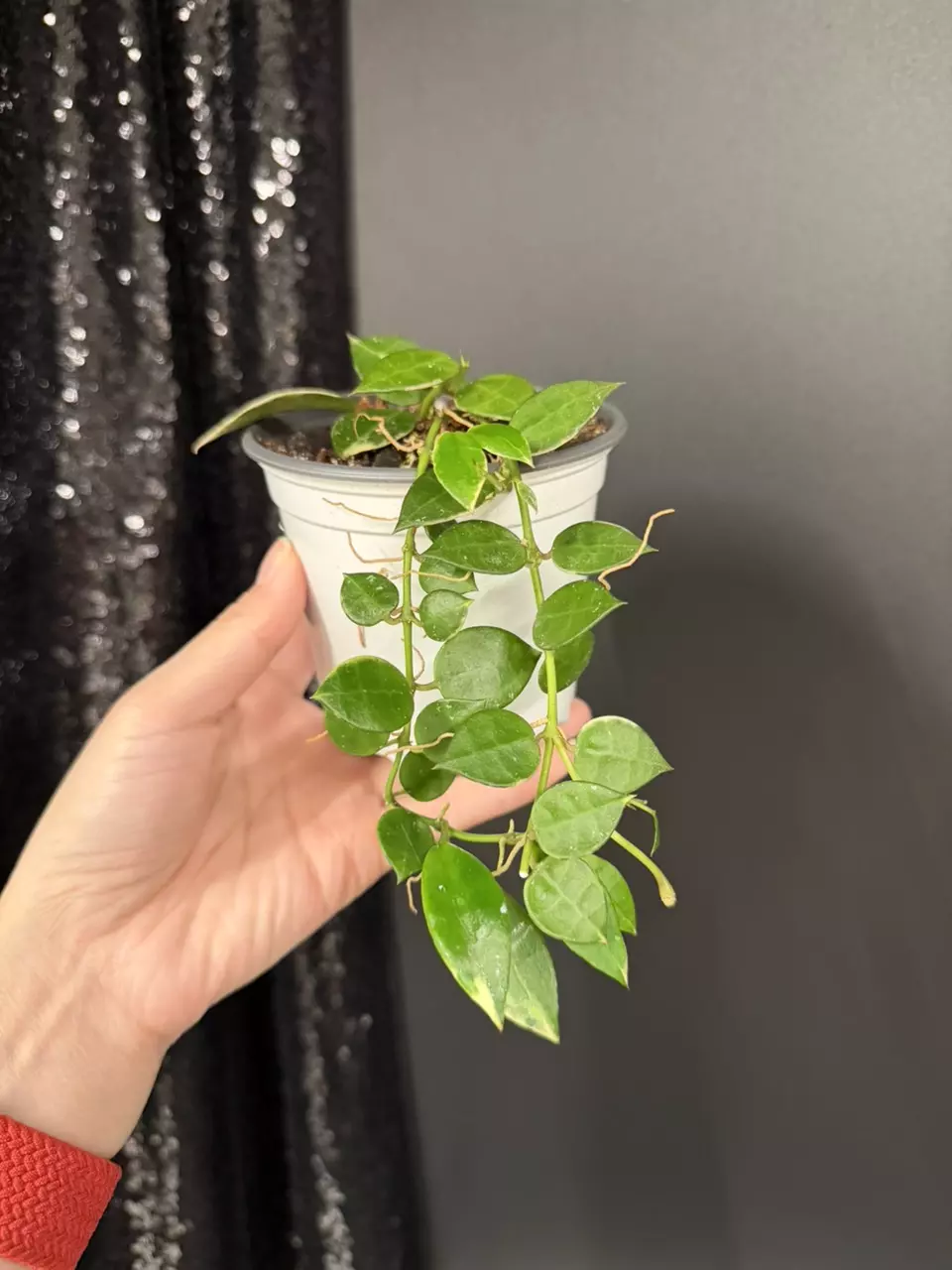 Hoya Lacunosa Asami Variegated thumbnail
