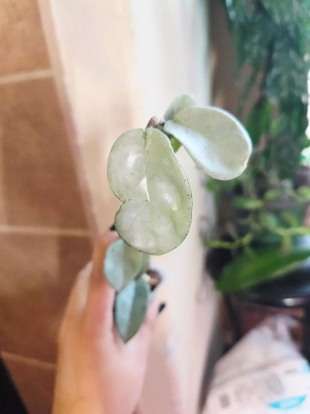 Hoya Nova Ghost Rooted and needs trellis thumbnail