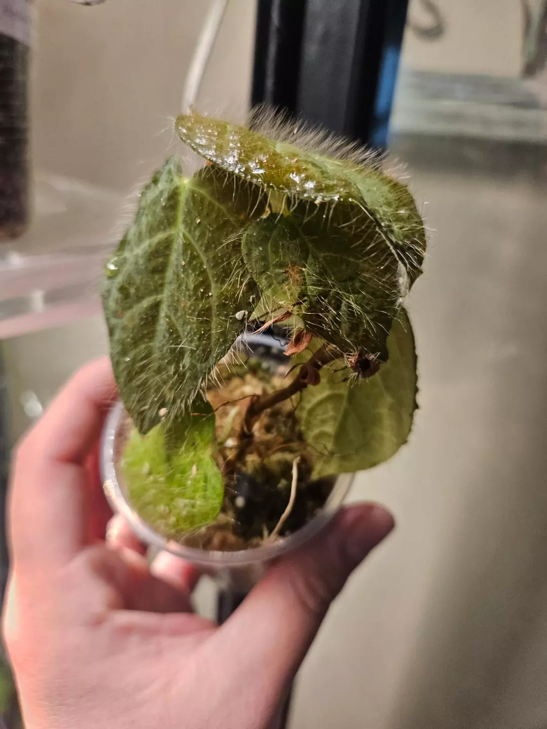 Ficus villosa thumbnail